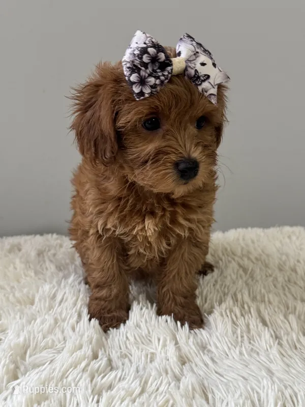 Lily – Shihpoo puppy for sale in Hackensack, NJ