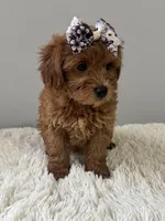 Lily, a female Shihpoo for sale in Hackensack, NJ – 1 of 3