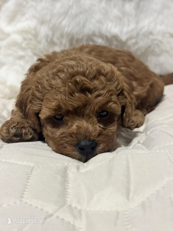 Neil – Poodle - Toy  puppy for sale in Hackensack, NJ