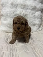 Daniel, a male Poodle - Toy  for sale in Hackensack, NJ – Photo 2 of 2