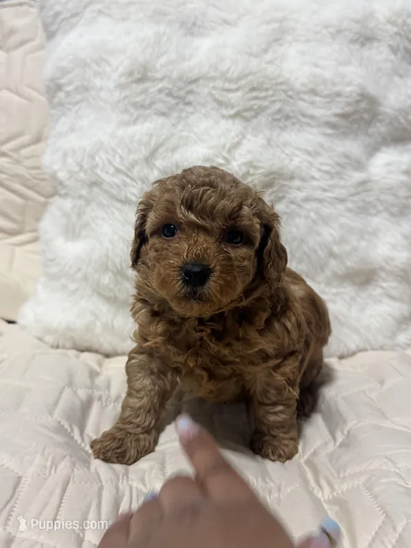 Daniel – Poodle - Toy  puppy for sale in Hackensack, NJ