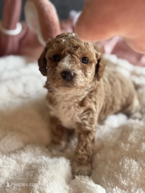 Coco – Poodle - Miniature  puppy for sale in Hackensack, NJ