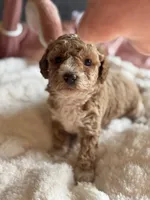 Coco, a female Poodle - Miniature  for sale in Hackensack, NJ – 1 of 3