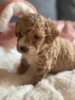 Coco, a female Poodle - Miniature  for sale in Hackensack, NJ – 2 of 3