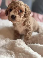 Coco, a female Poodle - Miniature  for sale in Hackensack, NJ – 3 of 3