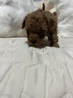 Prince , a male Poodle - Toy  for sale in Hackensack, NJ – Photo 2 of 2