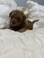 Prince , a male Poodle - Toy  for sale in Hackensack, NJ – Photo 1 of 2