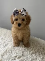 Aurora , a female Shihpoo for sale in Hackensack, NJ – 3 of 3