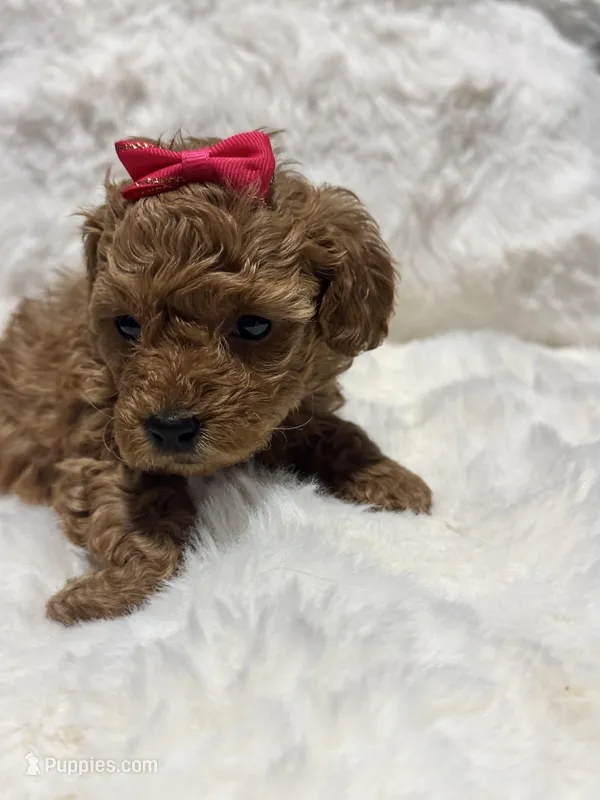 Princess  – Poodle - Toy  puppy for sale in Hackensack, NJ