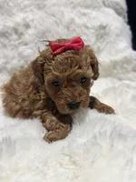 Princess , a female Poodle - Toy  for sale in Hackensack, NJ – Photo 3 of 3