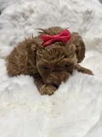 Princess , a female Poodle - Toy  for sale in Hackensack, NJ – Photo 2 of 3