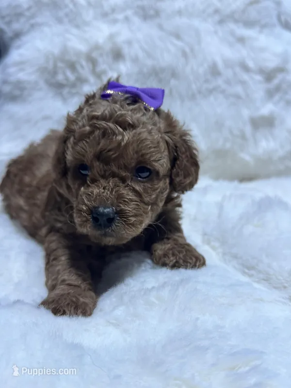 Royal  – Poodle - Toy  puppy for sale in Hackensack, NJ
