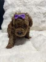 Royal , a female Poodle - Toy  for sale in Hackensack, NJ – Photo 3 of 3