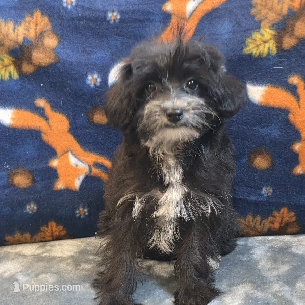 Diva – Yorkipoo, Poodle - Toy  puppy for sale in West Plains, MO