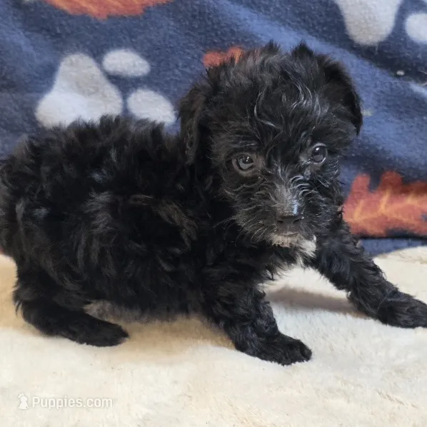 Freya – Yorkipoo, Poodle - Toy  puppy for sale in West Plains, MO