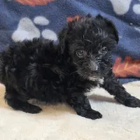 Freya, a female Yorkipoo and Poodle - Toy  for sale in West Plains, MO – 1 of 6