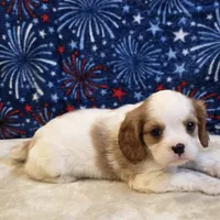 Sherwood, a male Cavalier King Charles Spaniel for sale in West Plains, MO – 7 of 7