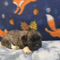 Rain, a female Shih Tzu for sale in West Plains, MO – 2 of 6