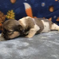 Smokey, a male Shih Tzu for sale in West Plains, MO – 6 of 6