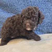 Azara, a female Poodle - Toy  for sale in West Plains, MO – 2 of 7