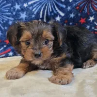 Ryker, a male Yorkshire Terrier for sale in West Plains, MO – 1 of 5