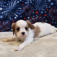 Sherwood, a male Cavalier King Charles Spaniel for sale in West Plains, MO – 3 of 7