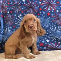 Kodi, a male Cocker Spaniel for sale in West Plains, MO – 5 of 10