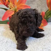 Chocolate, a male Poodle - Miniature  for sale in West Plains, MO – 5 of 5