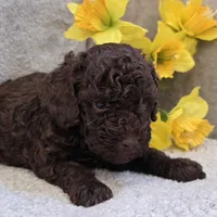 Chocolate, a male Poodle - Miniature  for sale in West Plains, MO – 2 of 5