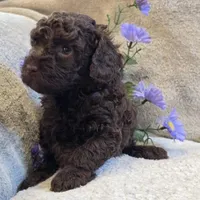 Chocolate, a male Poodle - Miniature  for sale in West Plains, MO – 4 of 5