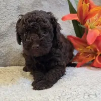Chocolate, a male Poodle - Miniature  for sale in West Plains, MO – 3 of 5