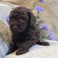 Chocolate, a male Poodle - Miniature  for sale in West Plains, MO – 1 of 5
