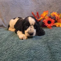 Axel, a male Cocker Spaniel for sale in West Plains, MO – 3 of 6