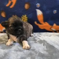 Halo, a female Shih Tzu for sale in West Plains, MO – 3 of 6