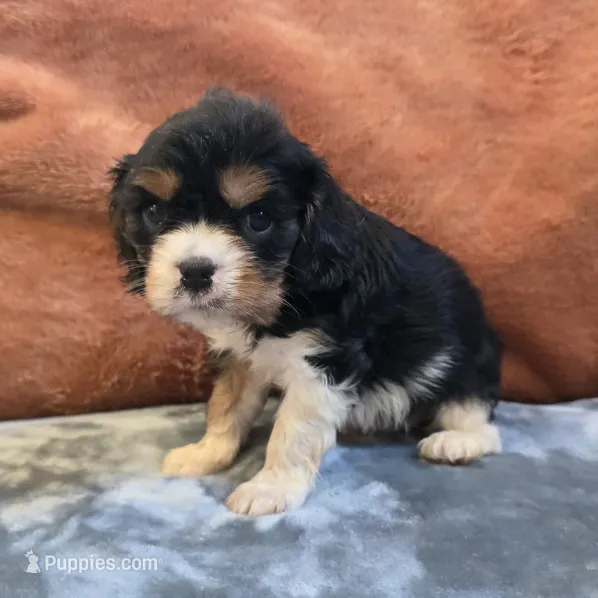 Marty – Cavalier King Charles Spaniel puppy for sale in West Plains, MO
