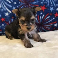 Queen , a female Yorkshire Terrier for sale in West Plains, MO – 2 of 7