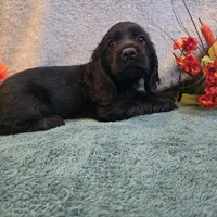 Dori, a female Cocker Spaniel for sale in West Plains, MO – 5 of 6