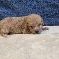 Jasper, a male Poodle - Toy  for sale in West Plains, MO – 4 of 7