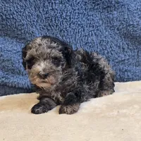 Rio, a male Poodle - Toy  for sale in West Plains, MO – 3 of 7