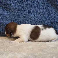 Fiona, a female Shorkie for sale in West Plains, MO – 3 of 7