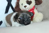 Truffle, a female Shih Tzu for sale in West Plains, MO – Photo 5 of 6