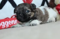 Truffle, a female Shih Tzu for sale in West Plains, MO – Photo 3 of 6