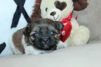 Truffle, a female Shih Tzu for sale in West Plains, MO – Photo 1 of 6