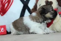 Truffle, a female Shih Tzu for sale in West Plains, MO – Photo 6 of 6