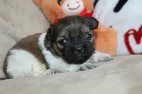 Truffle, a female Shih Tzu for sale in West Plains, MO – Photo 4 of 6