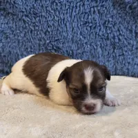 Marla, a female Shorkie for sale in West Plains, MO – 5 of 7