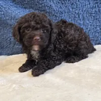 Azara, a female Poodle - Toy  for sale in West Plains, MO – 6 of 7