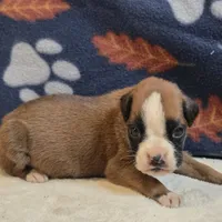 Carmine, a female Boxer for sale in West Plains, MO – 4 of 5