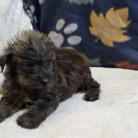 Ripley, a male Yorkipoo and Poodle - Toy  for sale in West Plains, MO – 5 of 6