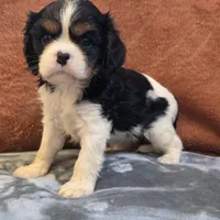 Charm, a female Cavalier King Charles Spaniel for sale in West Plains, MO – 4 of 6